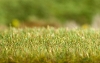 Appareil d'enherbage Gras-Fix