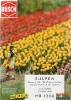 Tulipes (Kit)