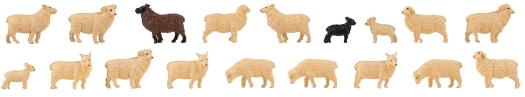 18 Moutons domestiques