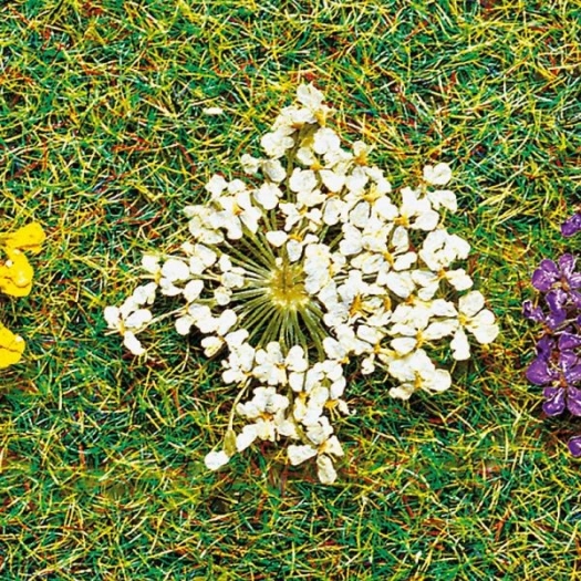 Floraison blanche (fleurs séchées)